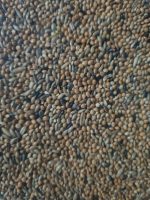 Bird supreme Grasparkietenzaad - zak 20 kg - Afbeelding 2