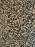 Bird supreme Tropenzaad - zak 20 kg - Afbeelding 2