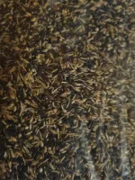 Kapoetsensijzenvoer - Afbeelding 2