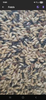 kanarie zaad Zonder raapzaad 5 kilo